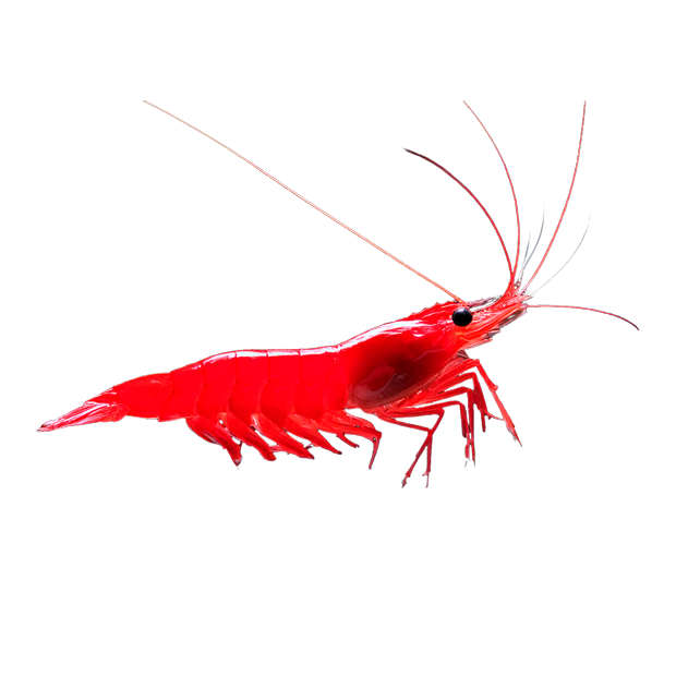 Imagem do peixe Neocaridina