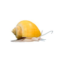 Imagem do produto Ampulária