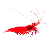 Imagem do produto Neocaridina