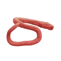 Imagem do produto Tubifex