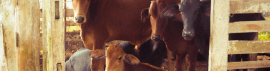 Imagem da notícia Lorem ipsum dolor sit amet, consectetur adipiscing elit, sed do eiusmod tempor incididunt.
