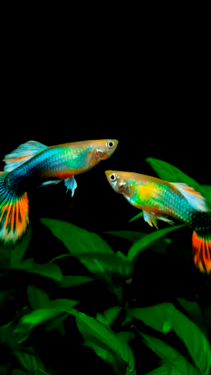 Imagem do web story Conheça o Guppy: