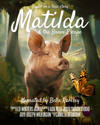 Image from the news The Brave Story of Matilda the Pig