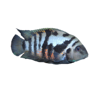 Imagem de Acará do Congo