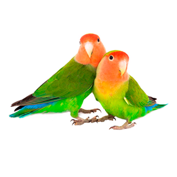 Imagem de Agapornis