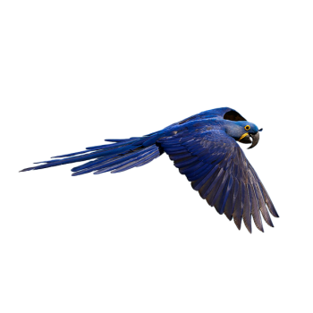 Imagem de Arara Azul