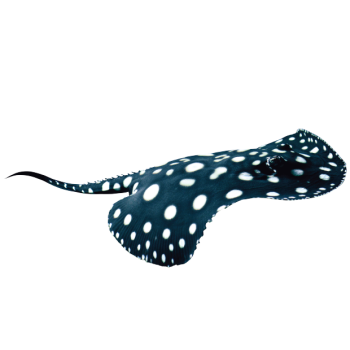 Imagem de Arraia Leopoldi