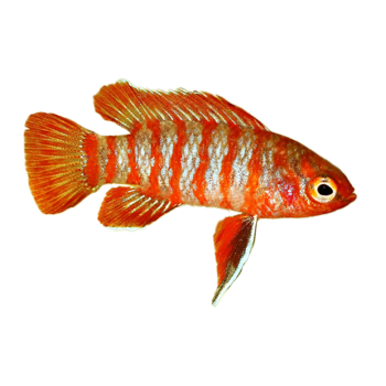Imagem de Badis Escarlate