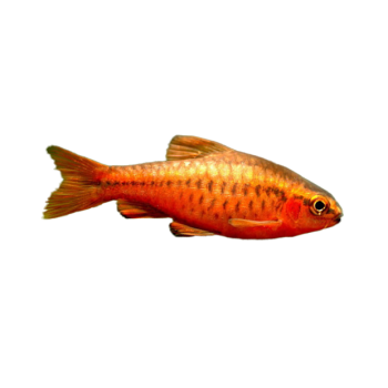 Imagem de Barbo Cereja