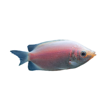 Imagem de Peixe Beijador