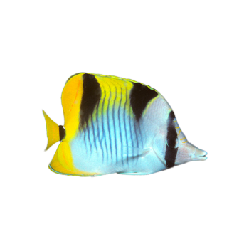 Imagem de Borboleta Falcula