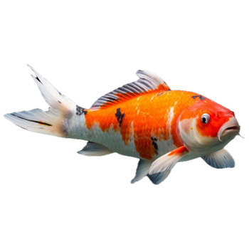 Imagem de Carpa