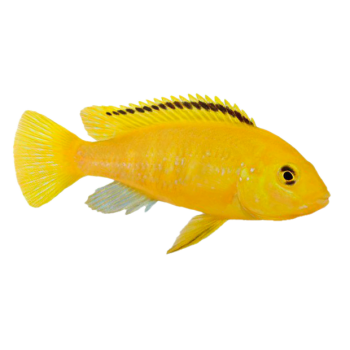 Imagem de Labidochromis