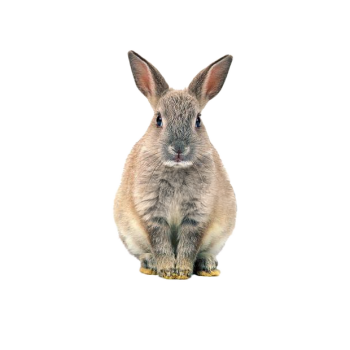 Imagem de Coelho