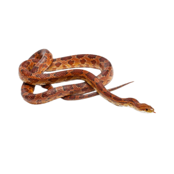 Imagem de Cornsnake