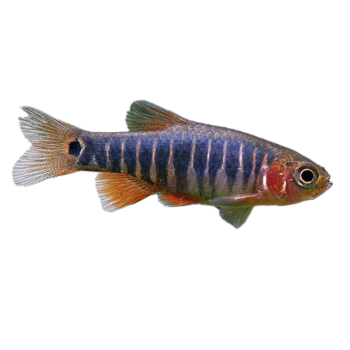 Imagem de Danio Esmeralda