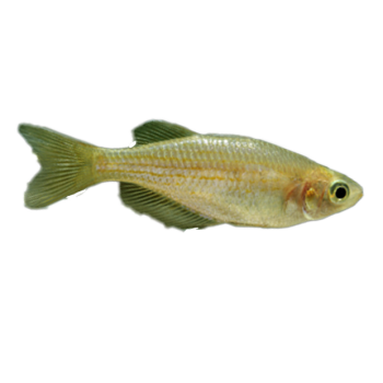 Imagem de Danio Pérola