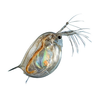 Imagem de Daphnia