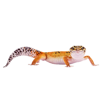 Imagem de Gecko Leopardo