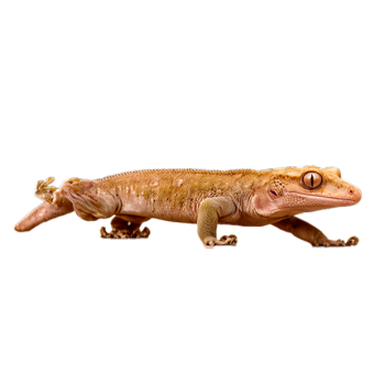 Imagem de Gecko de Crista