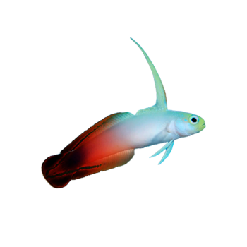 Imagem de Goby Firefish