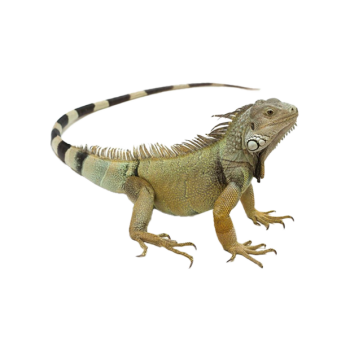 Imagem de Iguana