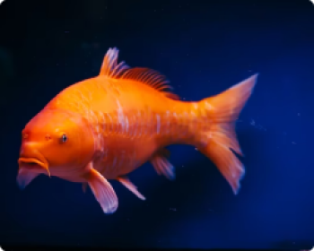 Imagem de Carpa