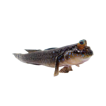 Imagem de Mudskipper
