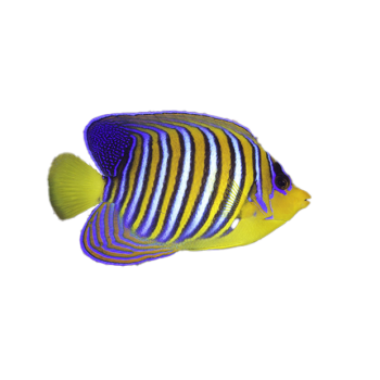 Imagem de Peixe Anjo