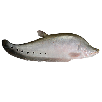 Imagem de Peixe Faca Palhaço