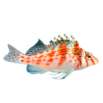 Imagem de Peixe Falcão