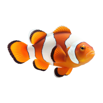 Imagem de Peixe-palhaço
