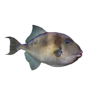 Imagem de Peixe Porco