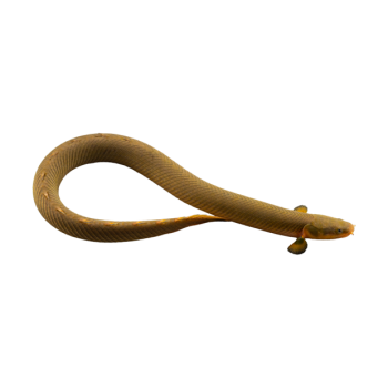 Imagem de Peixe Serpente