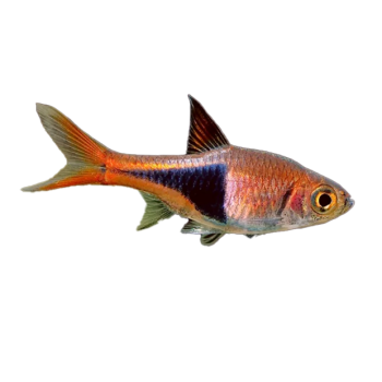 Imagem de Rasbora Arlequim