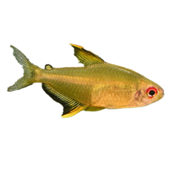 Imagem de Tetra Limão