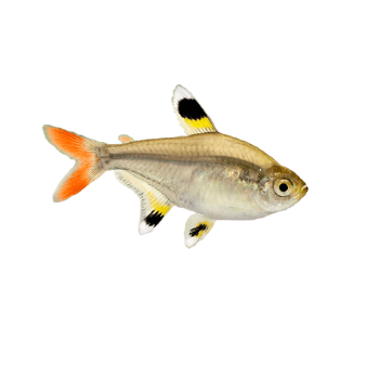 Imagem de Tetra Pristella