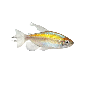 Imagem de Tetra do Congo