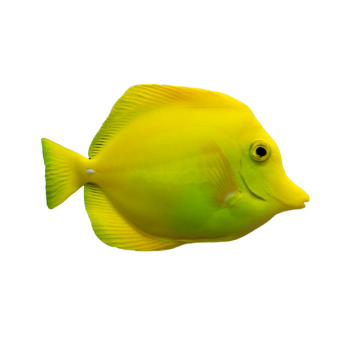 Imagem de Yellow Tang