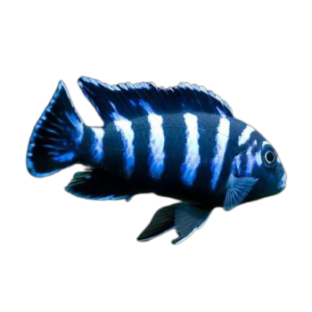 Imagem de Demasoni Pombo