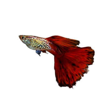 Imagem de Guppies