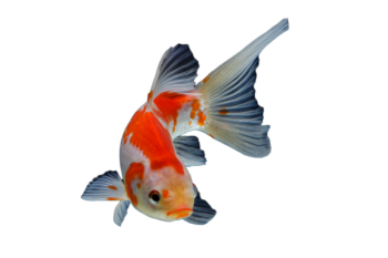 Imagem de Carpa