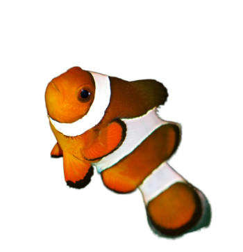 Imagem de Peixe palhaço
