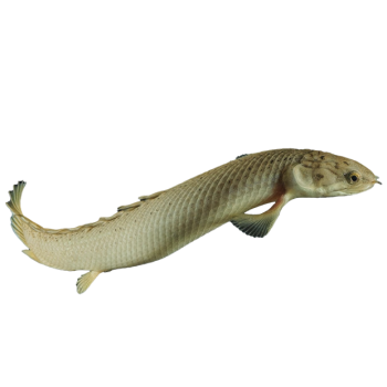 Imagem de Polypterus