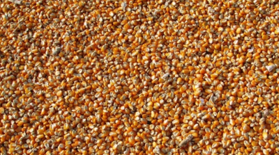 Imagem da notícia Julho inicia com queda nos preços do milho reflete colheita adiantada