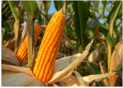 Imagem da notícia Onda de calor vai atrasar plantio e ameaça safra de soja e milho em 2024
