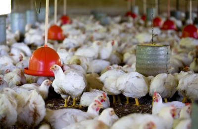Imagem da notícia Custos de produção de frangos e suínos voltam a subir