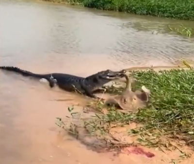 Imagem da notícia Jacaré e arraia travam embate raro às margens do Rio Taquari, em Coxim (vídeo)