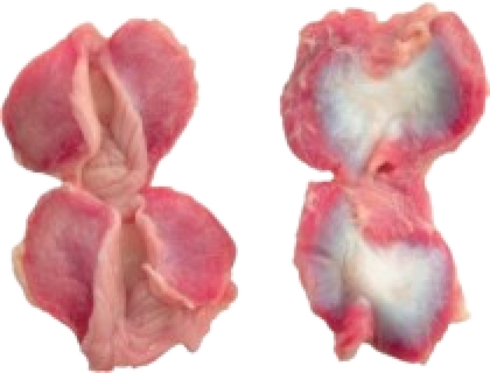 Imagem de https://cdn.interago.com.br/img/png/w_0_q_8/395/mc/Páginas/02. Produtos/Aves/Moela