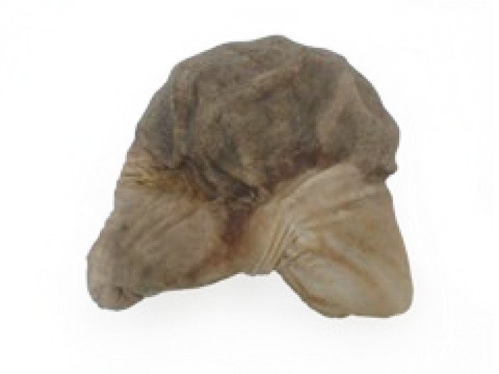 Imagem de https://cdn.interago.com.br/img/png/w_0_q_8/395/mc/Páginas/02. Produtos/Suínos/Estômago